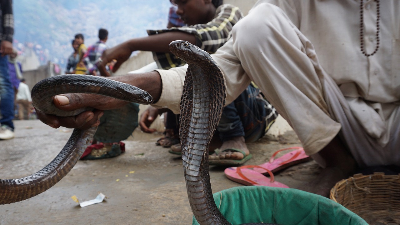 First Aid For Snake Bite Dos And Donts Public Health