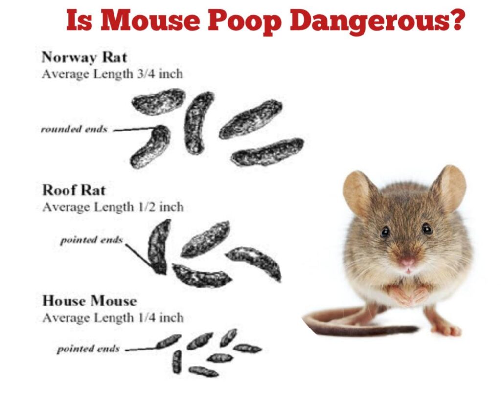 Is Mouse Poop Dangerous 1024x806 