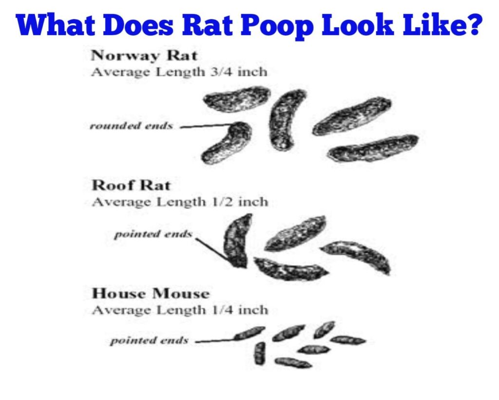 what-does-rat-poop-look-like-public-health