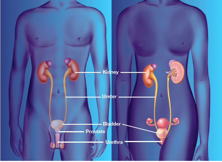 how-long-does-a-uti-last-public-health