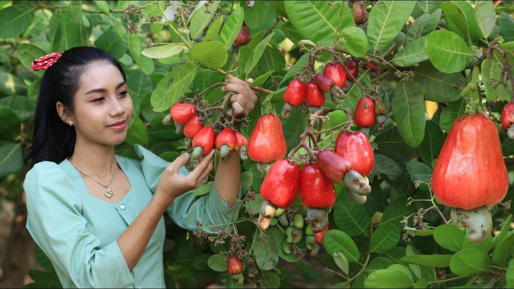 is-cashew-fruit-good-for-pregnant-women-public-health